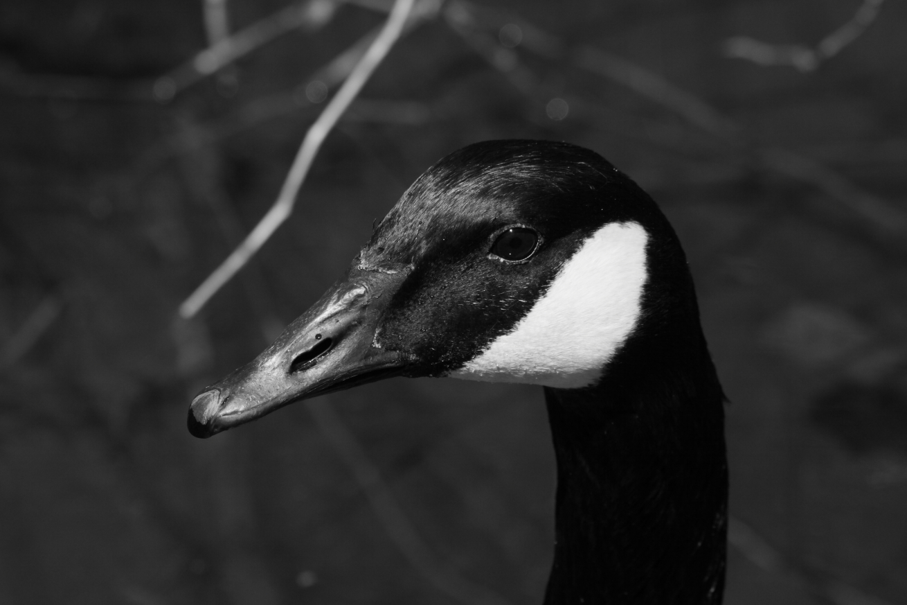 2015 04 11 HTP 000039178